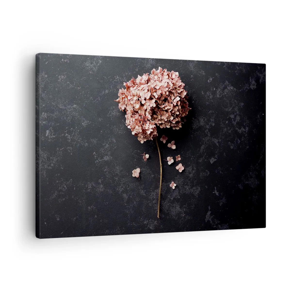 Canvastavla - Bild på duk - En delikat hortensiablomma på en mörk bakgrund - 70x50cm - Ett verkligt romantiskt tecken - Modern väggdekoration för vardagsrum och sovrum ARTTOR