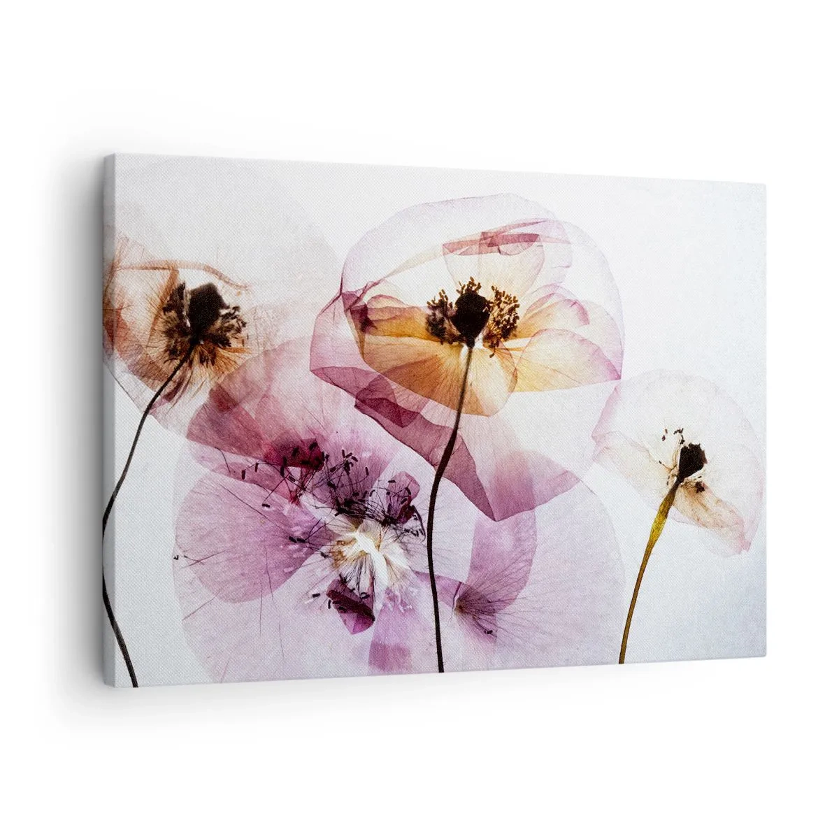 Canvastavla - Bild på duk - Fina transparenta blommor i pastellfärger - 70x50cm - Blommornas transparenta kroppar - Modern väggdekoration för vardagsrum och sovrum ARTTOR