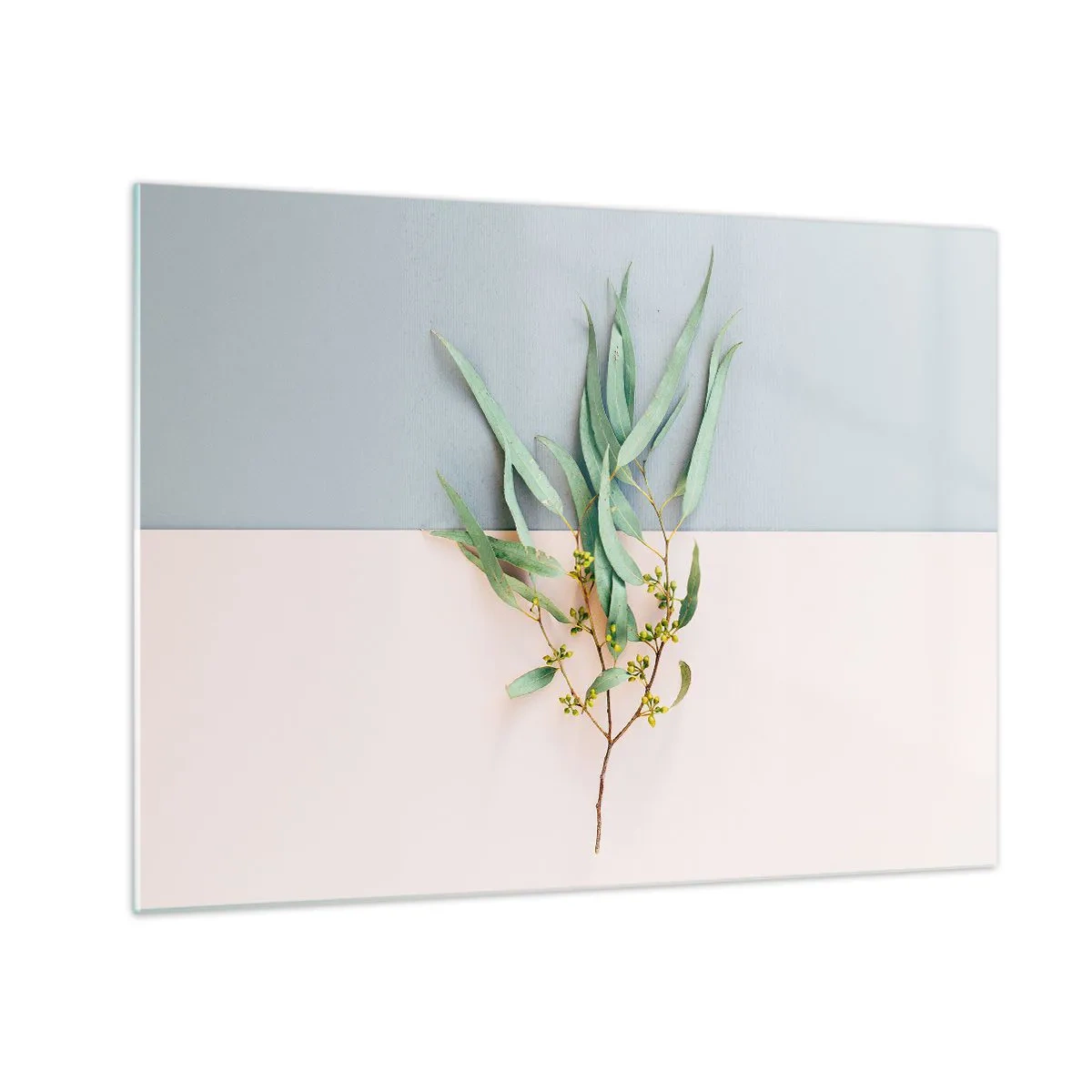 Glastavla - Bild på glas - En kvist eukalyptus på en pastellfärgad bakgrund - 70x50cm - Pastellens subtilitet - Modern väggdekoration för vardagsrum och sovrum ARTTOR