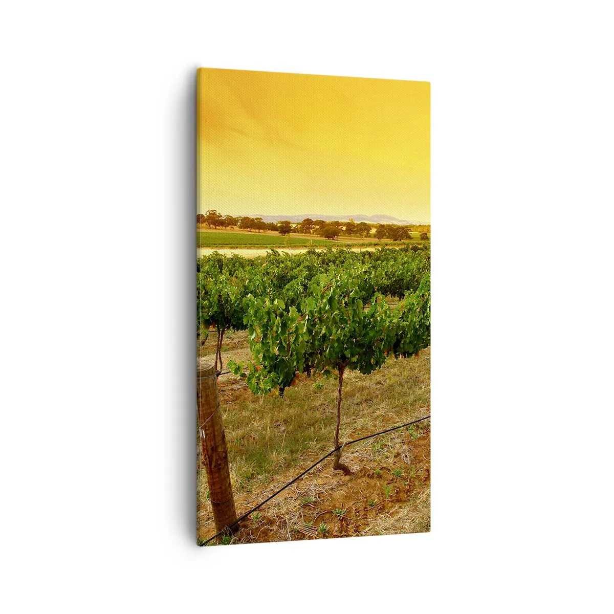 Canvastavla - Bild på duk - Dricka solen - 55x100 cm