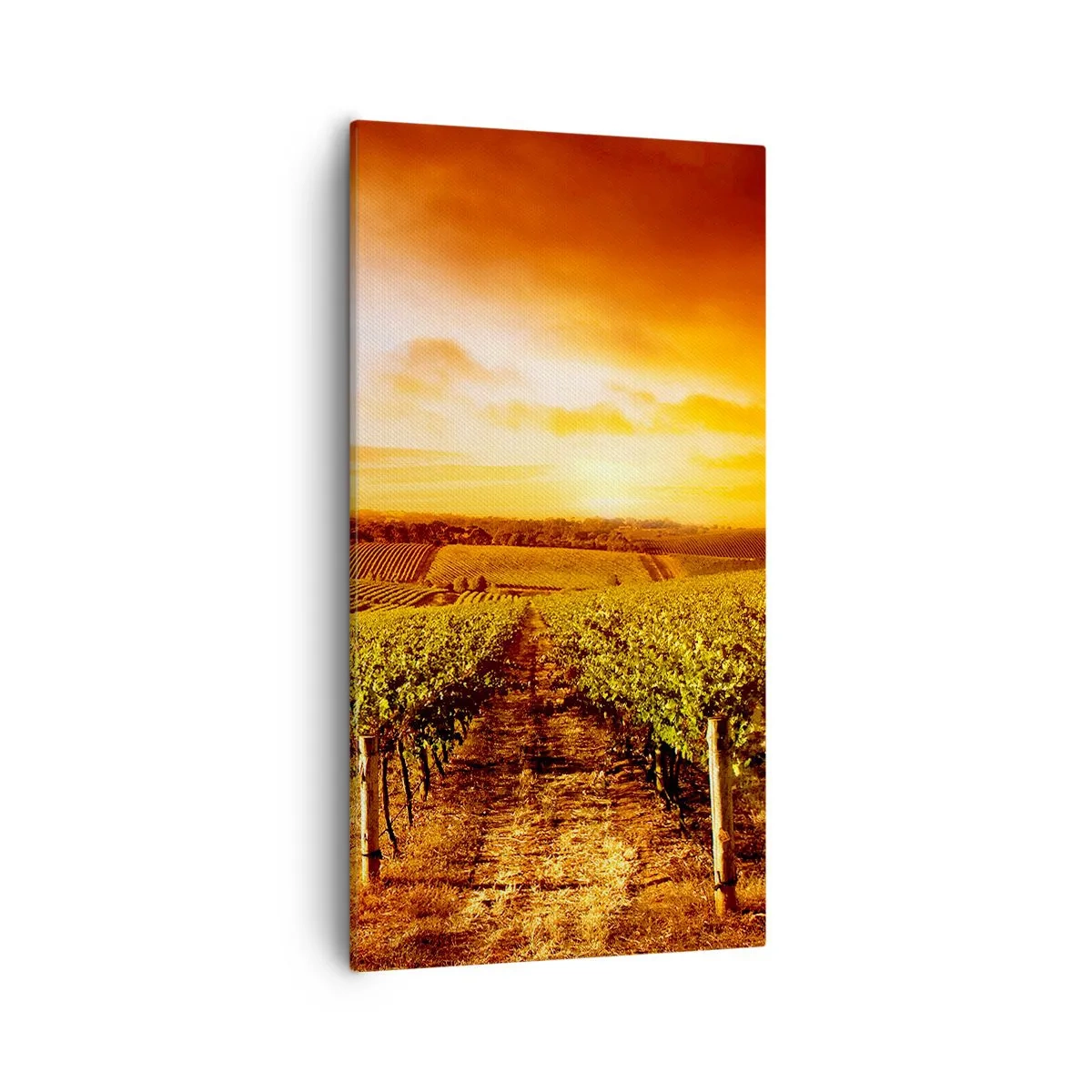 Canvastavla - Bild på duk - Fina druvor med en gnutta sol - 55x100 cm