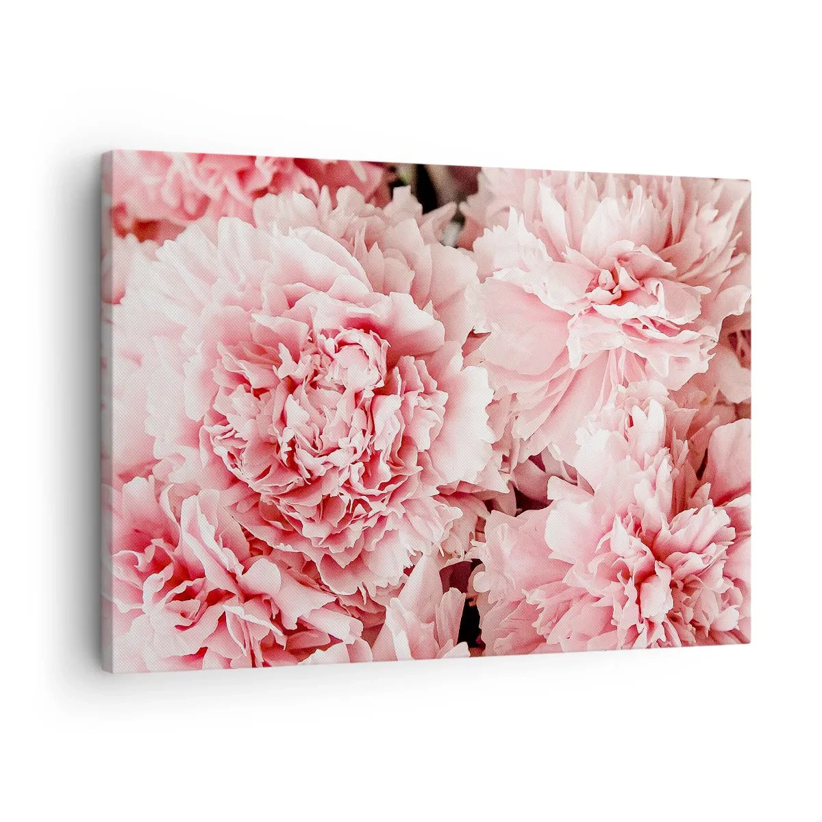 Canvastavla - Bild på duk - Subtila rosa pioner i en delikat miljö - 70x50cm - Rosa dröm - Modern väggdekoration för vardagsrum och sovrum ARTTOR