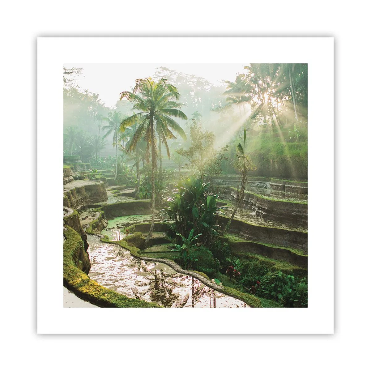 Affisch - Växa upp i solsken - 40x40 cm