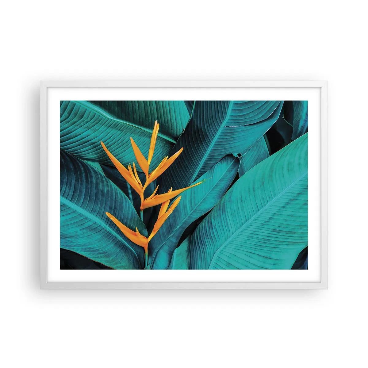 Affisch i vit ram - Edens blomma - 70x50 cm