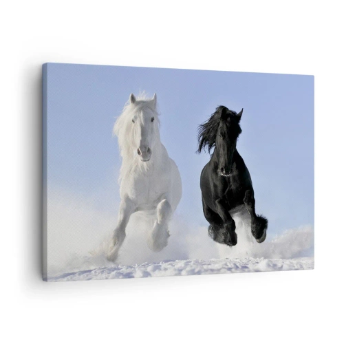 Canvastavla - Bild på duk - En vit och en svart häst galopperar genom snön - 70x50cm - Svart-vit galopp - Modern väggdekoration för vardagsrum och sovrum ARTTOR
