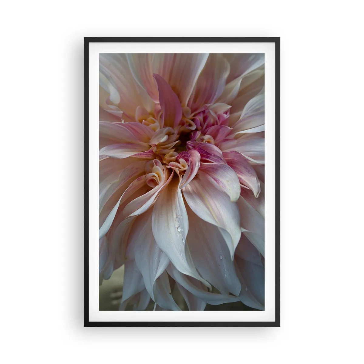 Affisch i svart ram - Blommande friskhet - 61x91 cm