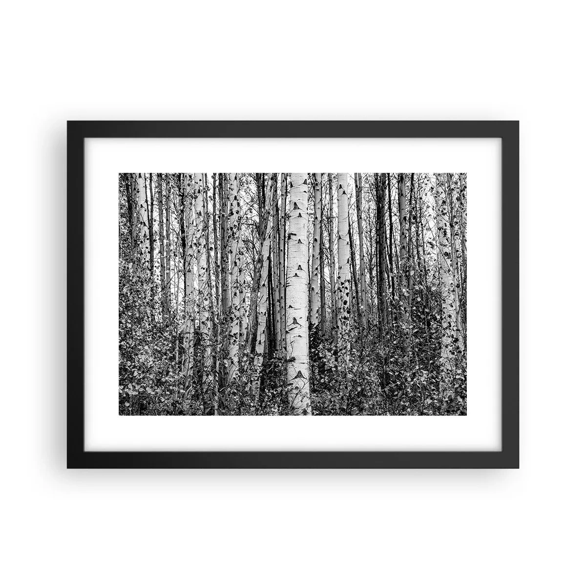 Affisch i svart ram - Björkpelargång - 40x30 cm