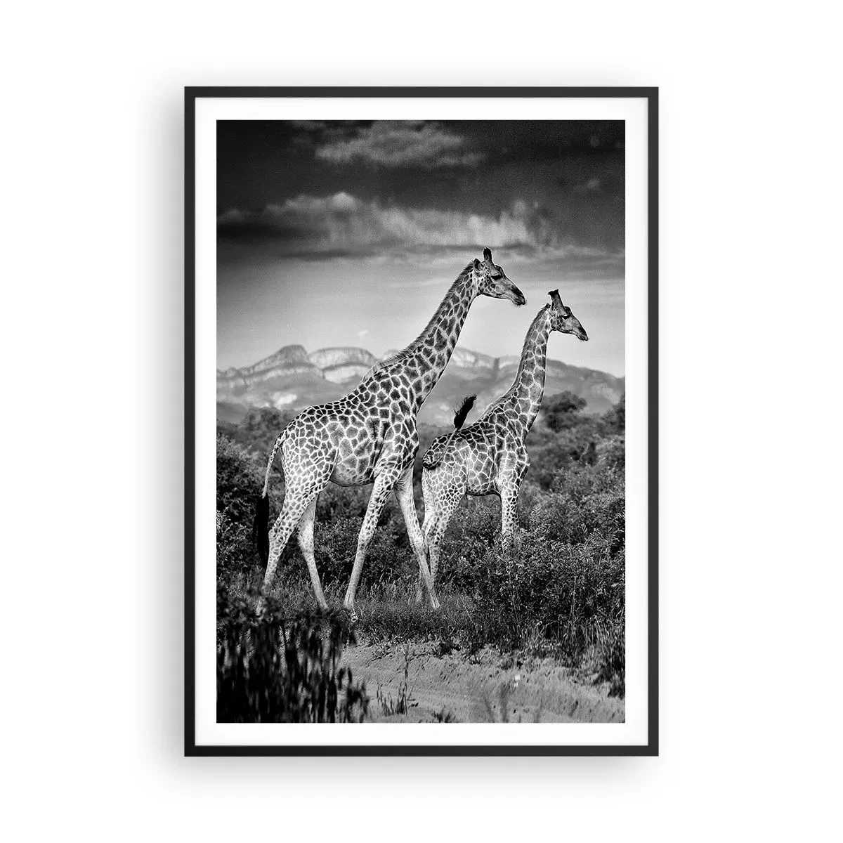 Affisch i svart ram - Högre klasser i Afrika - 70x100 cm