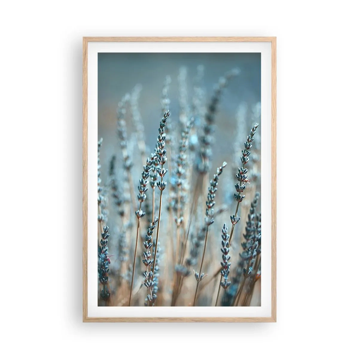 Affisch i ram av ljusek - Doftande åkermark - 61x91 cm