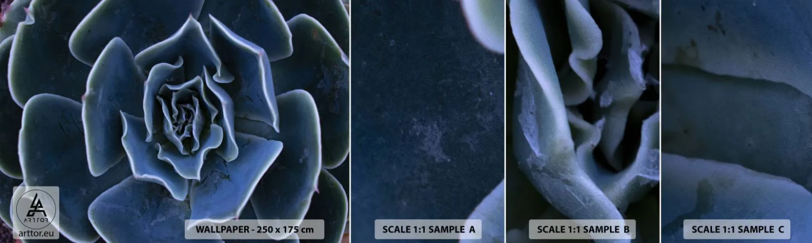 Fototapet Prov Standard Eco - Öknens blomma - Agave blomma, Blomma, Natur - 100x30 cm