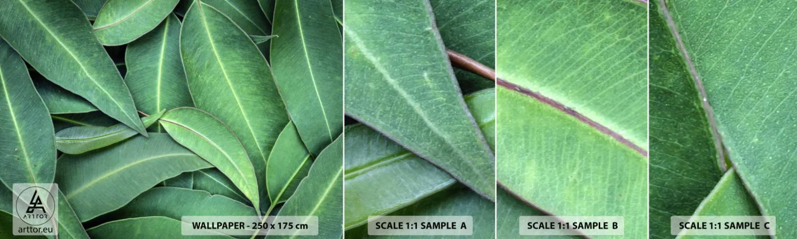 Fototapet Prov Standard Eco - Saftiga och fräscha - Löv, Eukalyptus, Natur - 100x30 cm