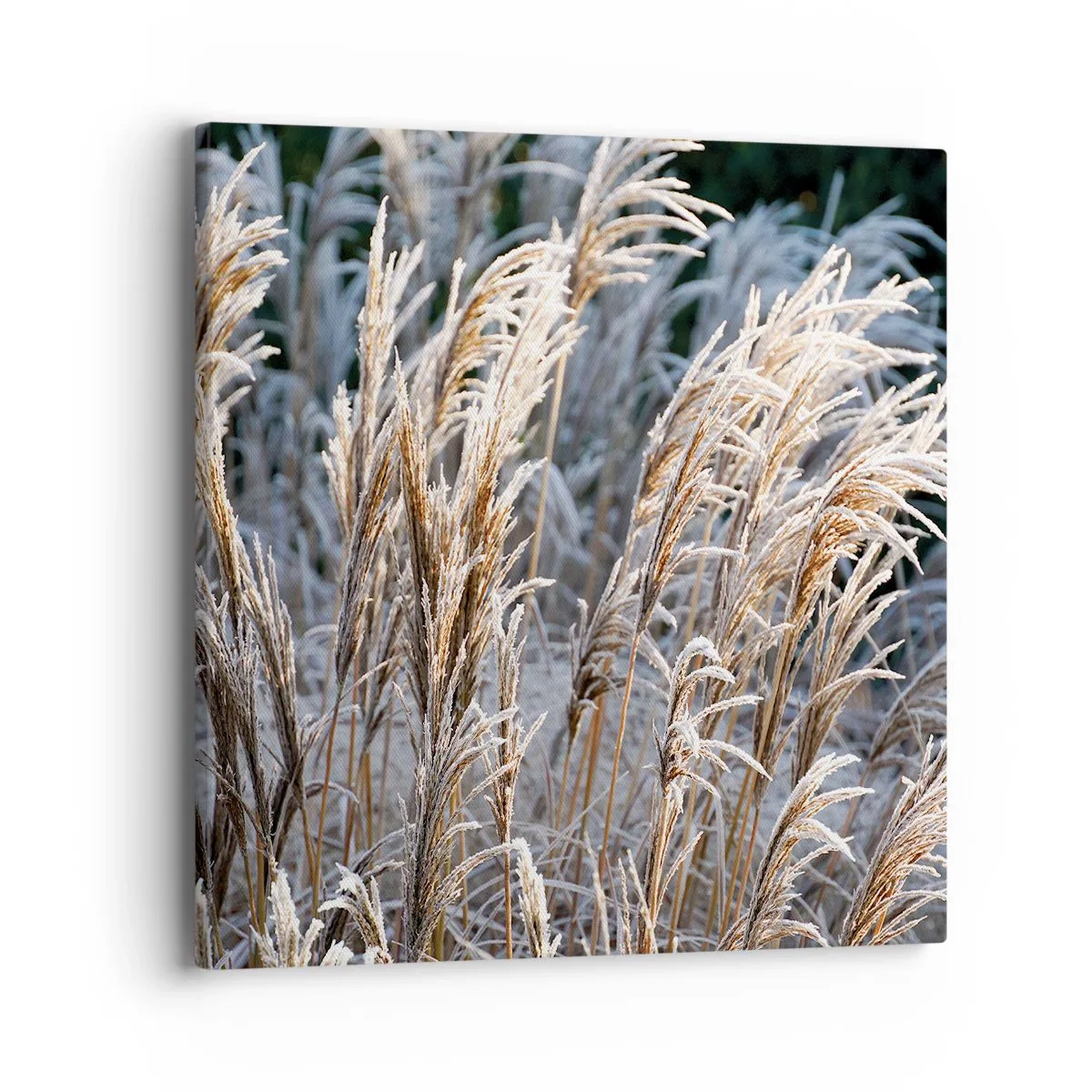 Canvastavla - Bild på duk - Frostprydda - 40x40 cm