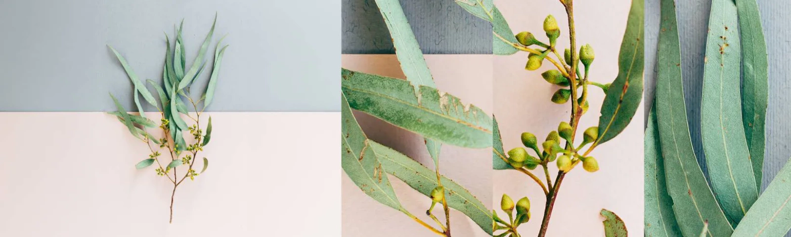 Provbit av självhäftande fototapet Deluxe Sticker - Pastellens subtilitet - Pastell, Växt, Boho - 100x30 cm