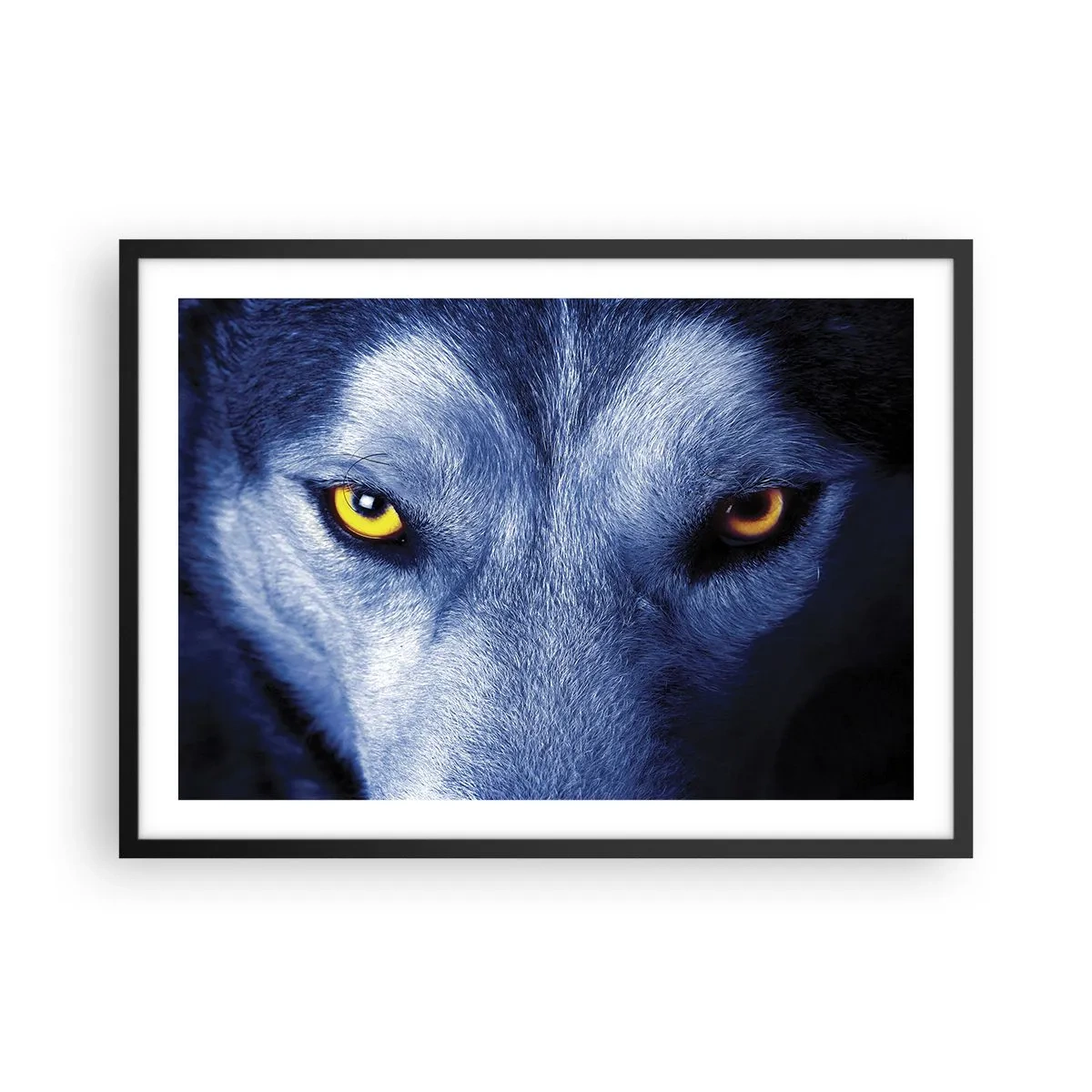 Affisch i svart ram - Hypnotiserade titt - 70x50 cm