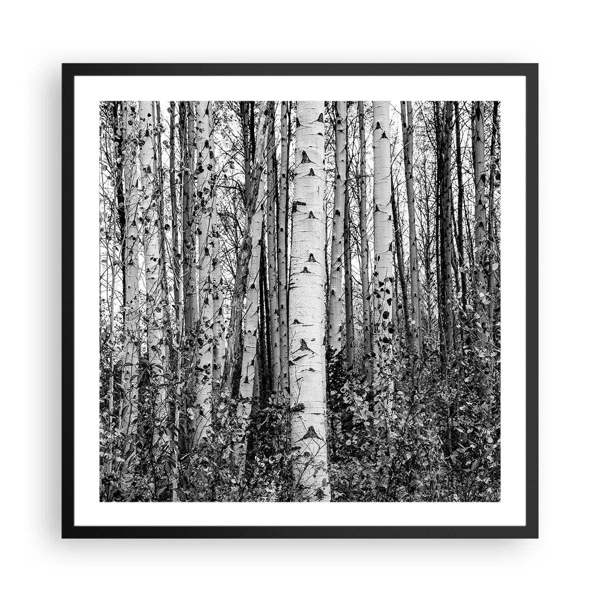 Affisch i svart ram - Björkpelargång - 60x60 cm