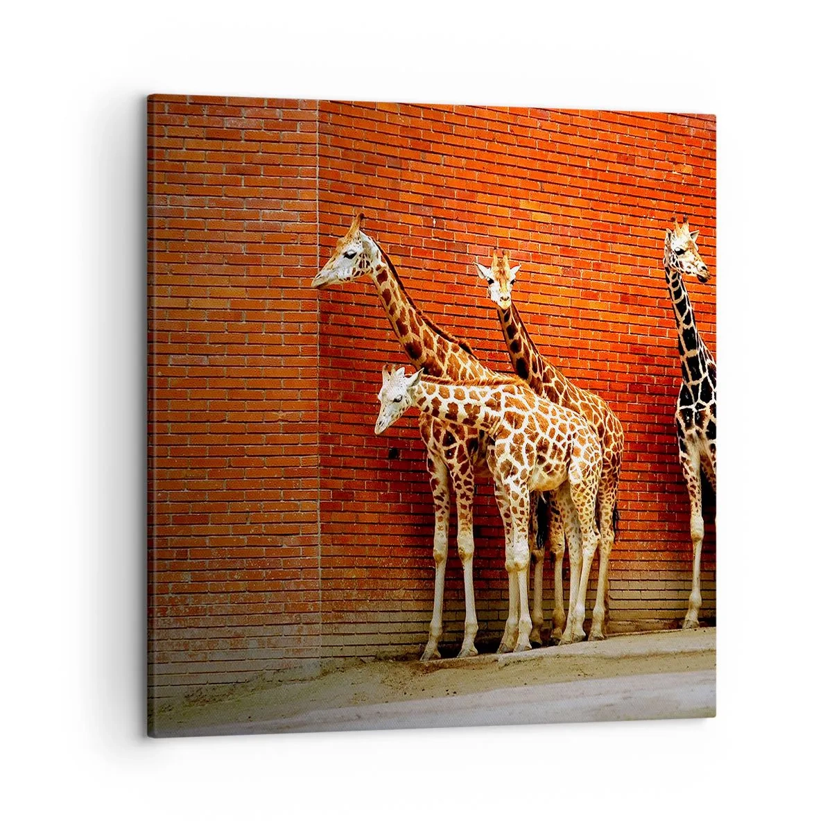 Canvastavla - Bild på duk - Ser ni någon akacia? - 50x50 cm