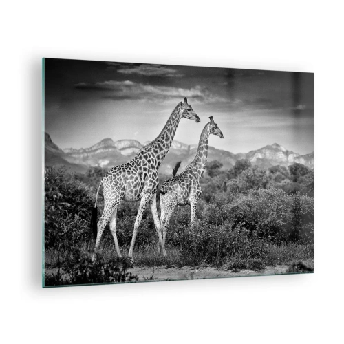 Glastavla - Bild på glas - Ett svartvitt fotografi av två giraffer på savannen. - 70x50cm - Högre klasser i Afrika - Modern väggdekoration för vardagsrum och sovrum ARTTOR