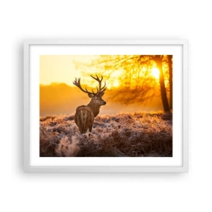 Affisch i vit ram - Höstskogens kung - 50x40 cm