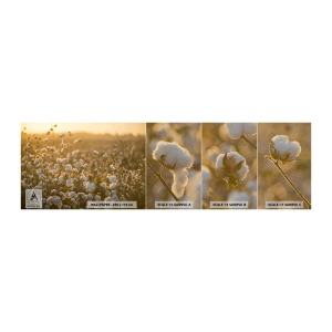Provbit av fototapet Premium Sand - Fluffigt fält - Bomullsfält, Asien, Natur - 100x30 cm