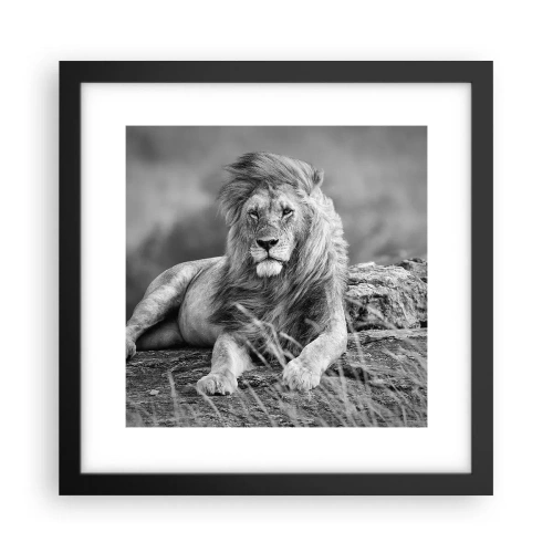 Affisch i svart ram - Kunglig siesta - 30x30 cm