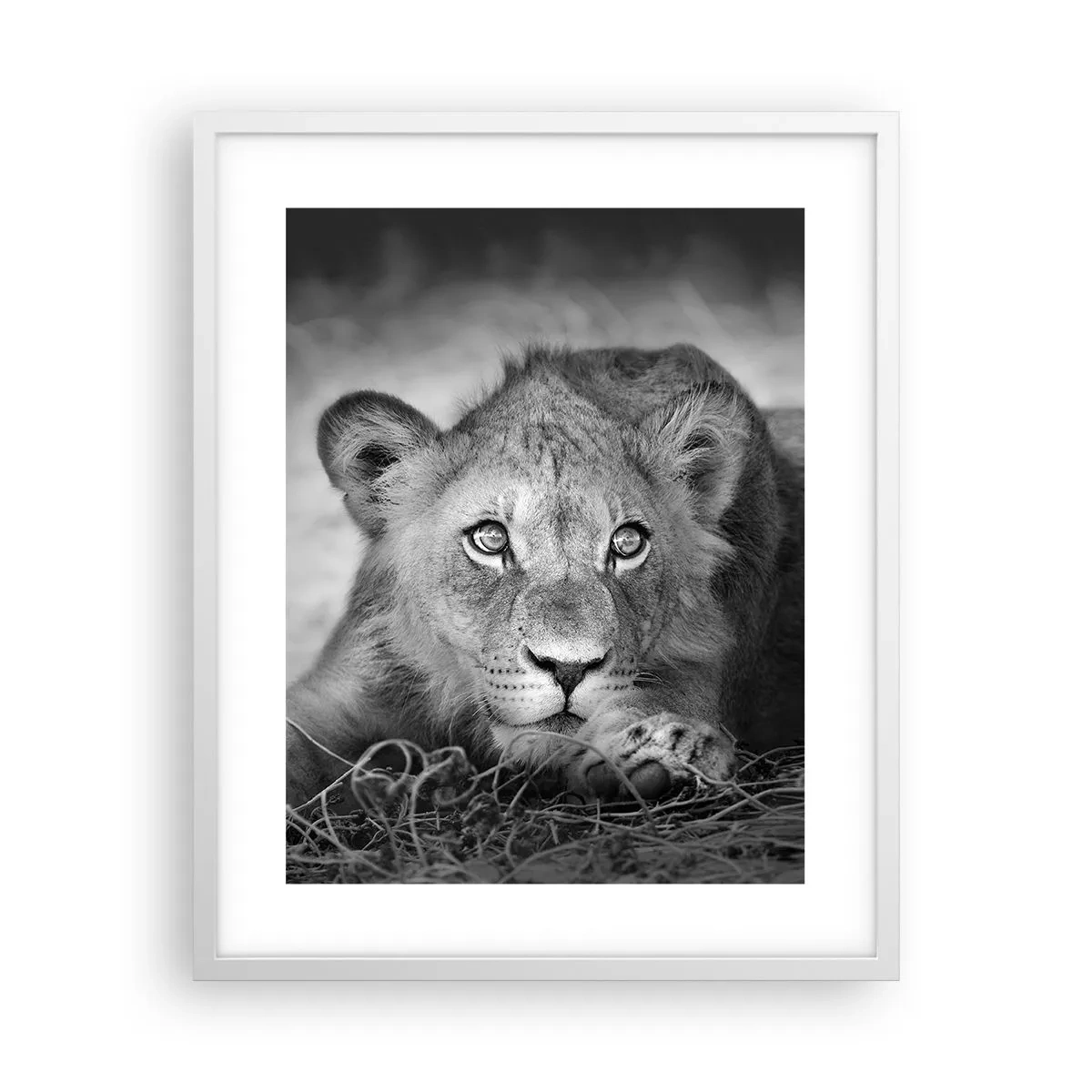 Affisch i vit ram - Kunglig valp - 40x50 cm
