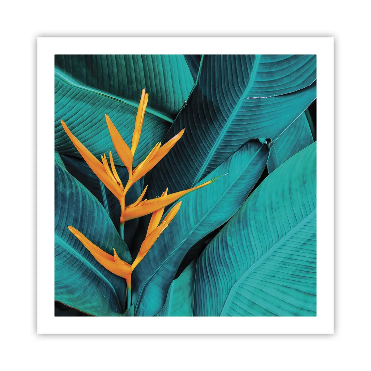 Affisch - Edens blomma - 60x60 cm