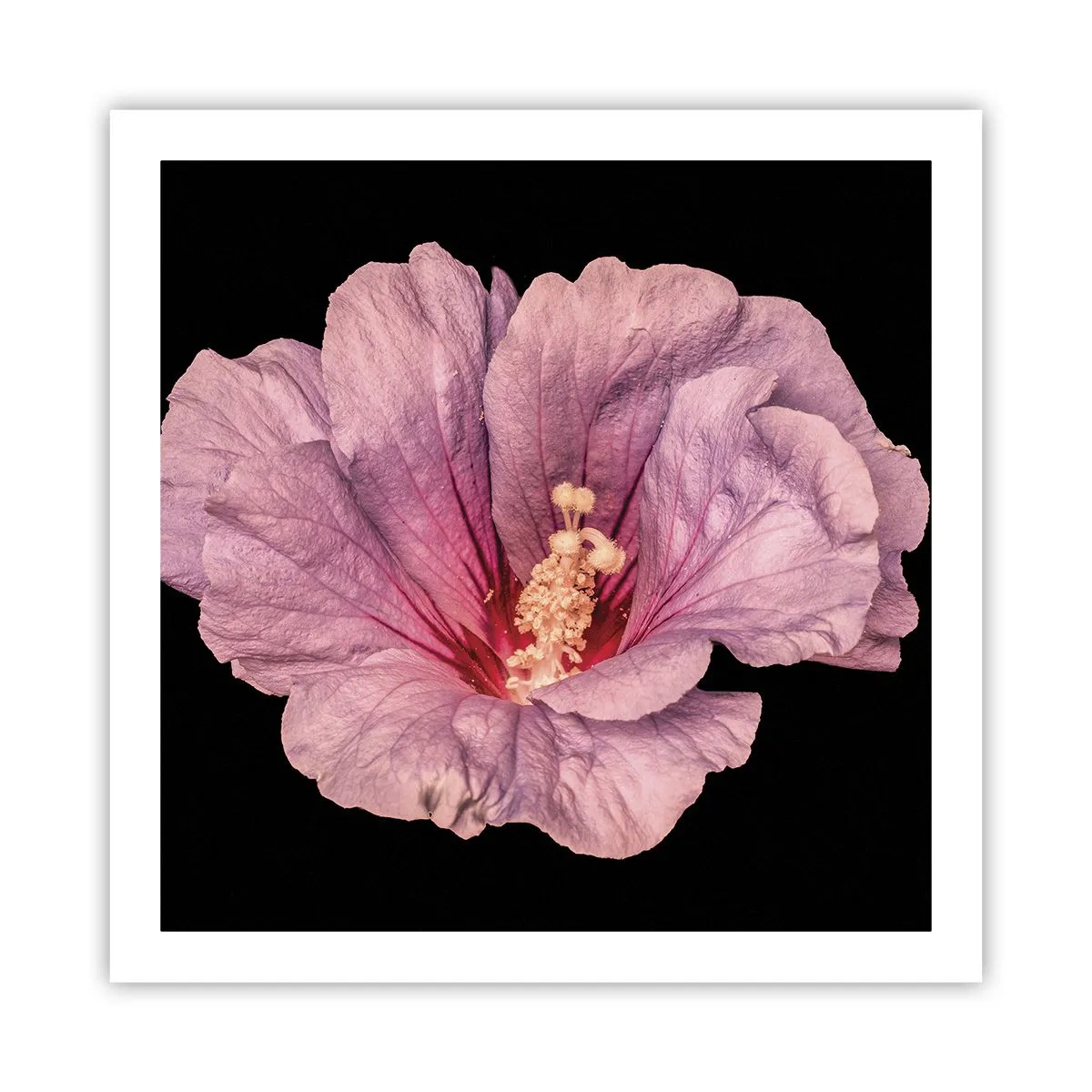 Affisch - Rakt till hjärtat - 60x60 cm