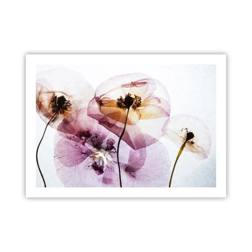 Affisch - Blommornas transparenta kroppar - 70x50 cm