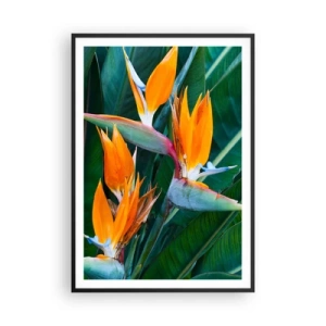 Affisch i svart ram - Är det en blomma, eller en fågel? - 70x100 cm