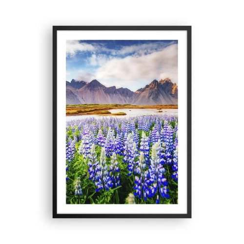 Affisch i svart ram - Ett fält av lupiner med berg i bakgrunden - 50x70cm - Styrka och stränghet bredvid mildhet - Modern väggdekoration för vardagsrum och sovrum ARTTOR