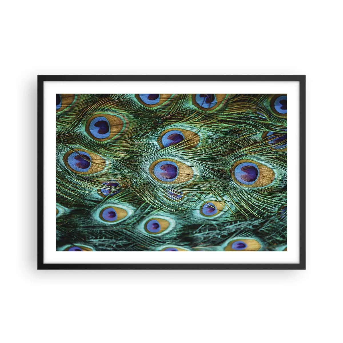 Affisch i svart ram - Påfågels blick - 70x50 cm
