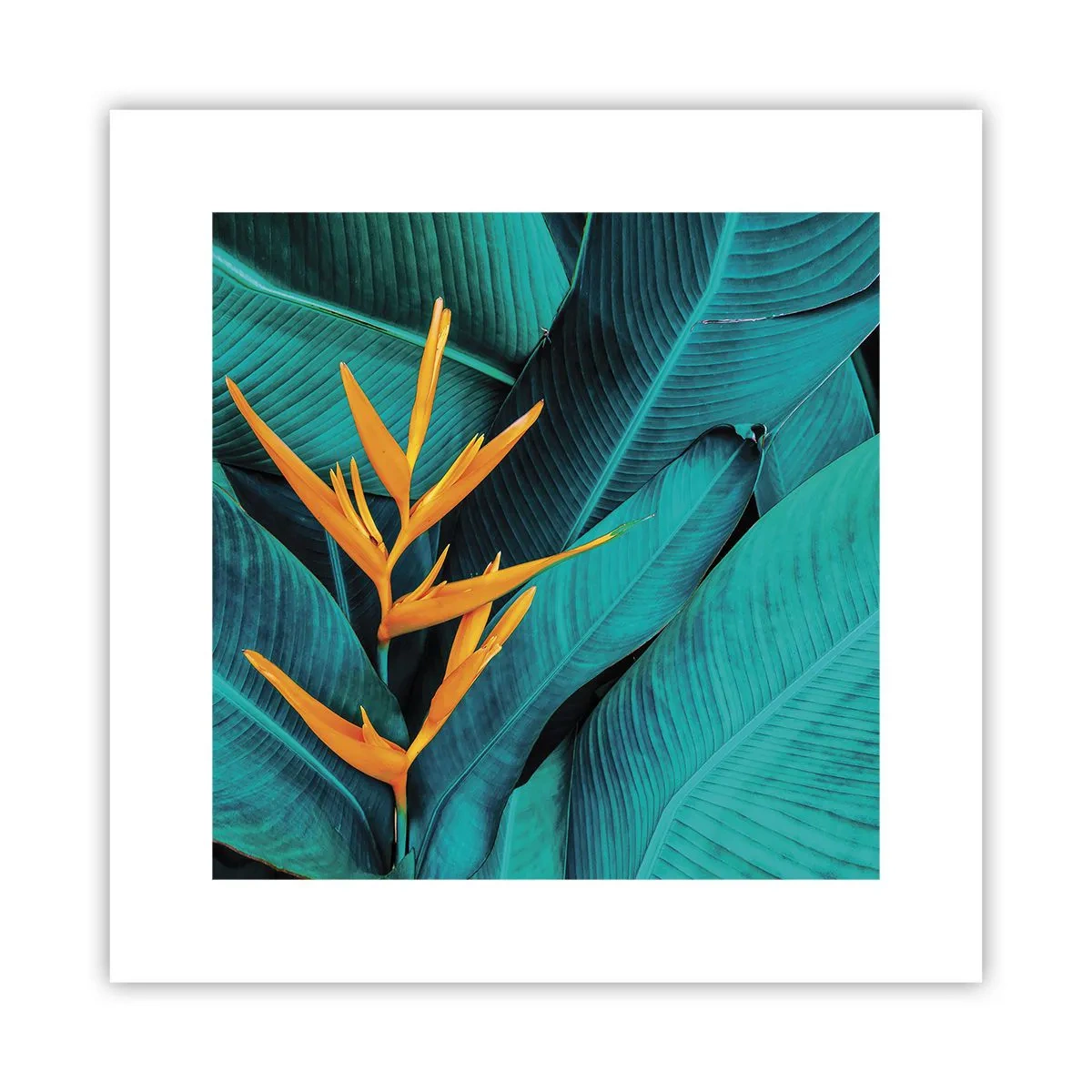 Affisch - Edens blomma - 30x30 cm