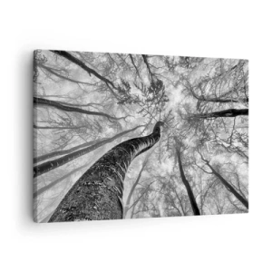 Canvastavla - Bild på duk - Perspektiv av träd i en skog sedd underifrån i grå nyanser - 70x50cm - Kapplöpning mot ljuset - Modern väggdekoration för vardagsrum och sovrum ARTTOR