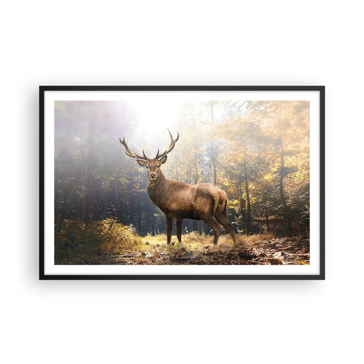 Affisch i svart ram - I fullt majestät - 91x61 cm