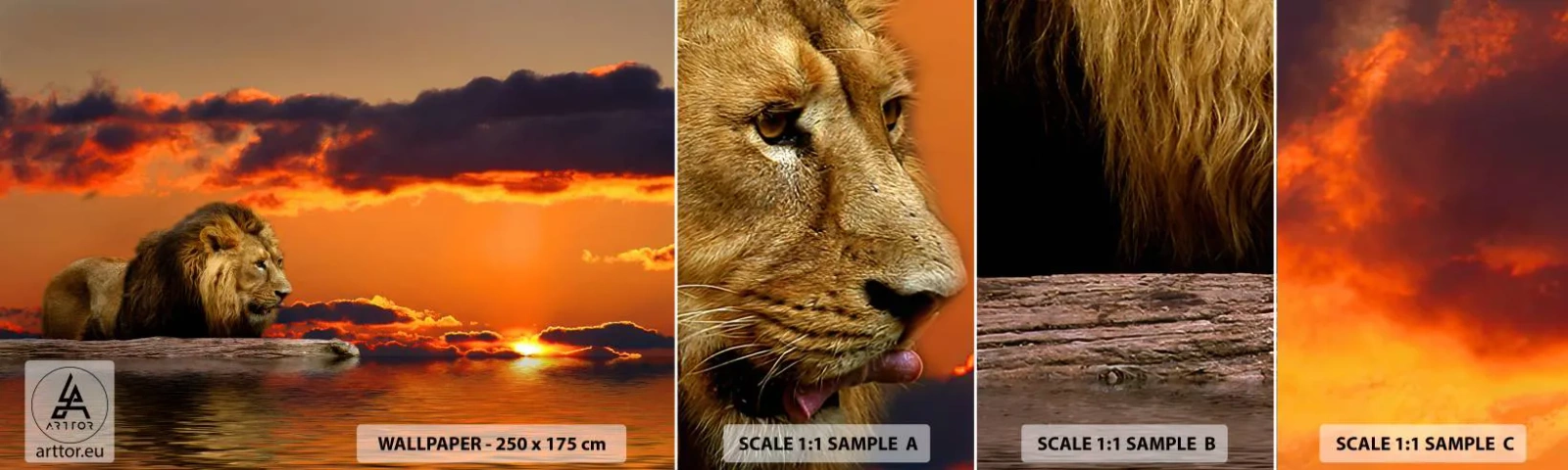 Fototapet Prov Standard Eco - Naturens kung - Lejon, Solnedgång, Djur - 100x30 cm