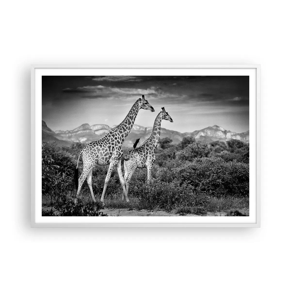 Affisch i vit ram - Högre klasser i Afrika - 100x70 cm