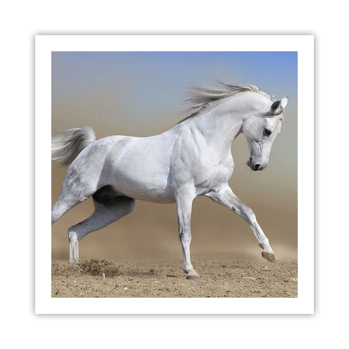 Affisch - Den vackraste arabiska sagan - 60x60 cm