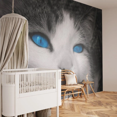 Fototapet Premium Sand - Ovanligt blåögd - Djur, Katt, Blåa ögon - 100x70 cm