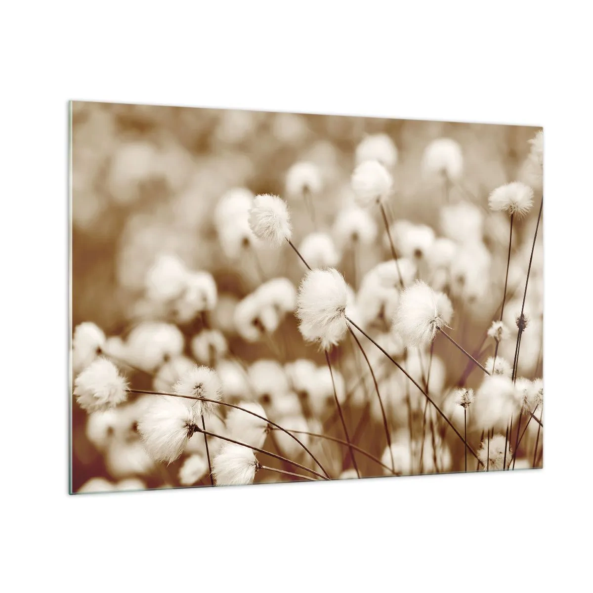 Glastavla - Bild på glas - Fluffig åkermark - 100x70 cm