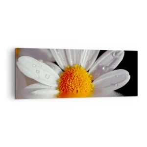 Canvastavla - Bild på duk - Prästkrages uppstigande sol - 140x50 cm