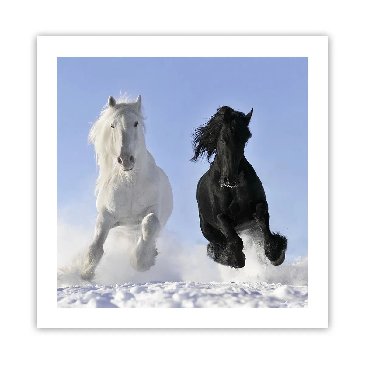 Affisch - Svart-vit galopp - 50x50 cm