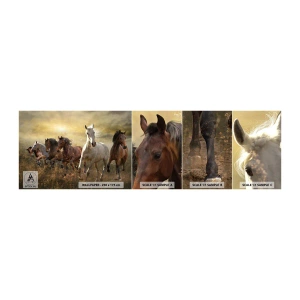 Fototapet Prov Standard Eco - Länge leve frihet! - Djur, Häst, Galopp - 100x30 cm