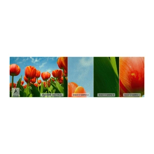 Provbit av fototapet Premium Sand - Förutom blå himmel behöver vi inget annat i livet - Blommor, Tulpaner, Natur - 100x30 cm