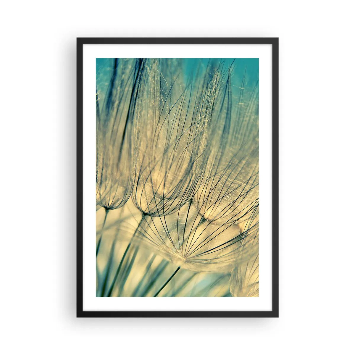 Affisch i svart ram - Makrofotografi av fina maskrosor i ljuset av den nedgående solen - 50x70cm - I väntan på vinden - Modern väggdekoration för vardagsrum och sovrum ARTTOR