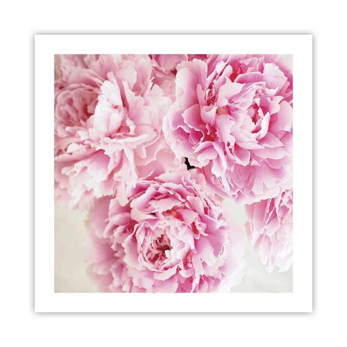Affisch - Rosa prakt - 50x50 cm