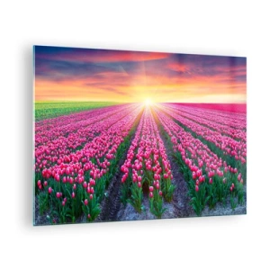 Glastavla - Bild på glas - Ett fält av rosa tulpaner i solnedgångens strålar - 70x50cm - Skönhetsfarmen - Modern väggdekoration för vardagsrum och sovrum ARTTOR