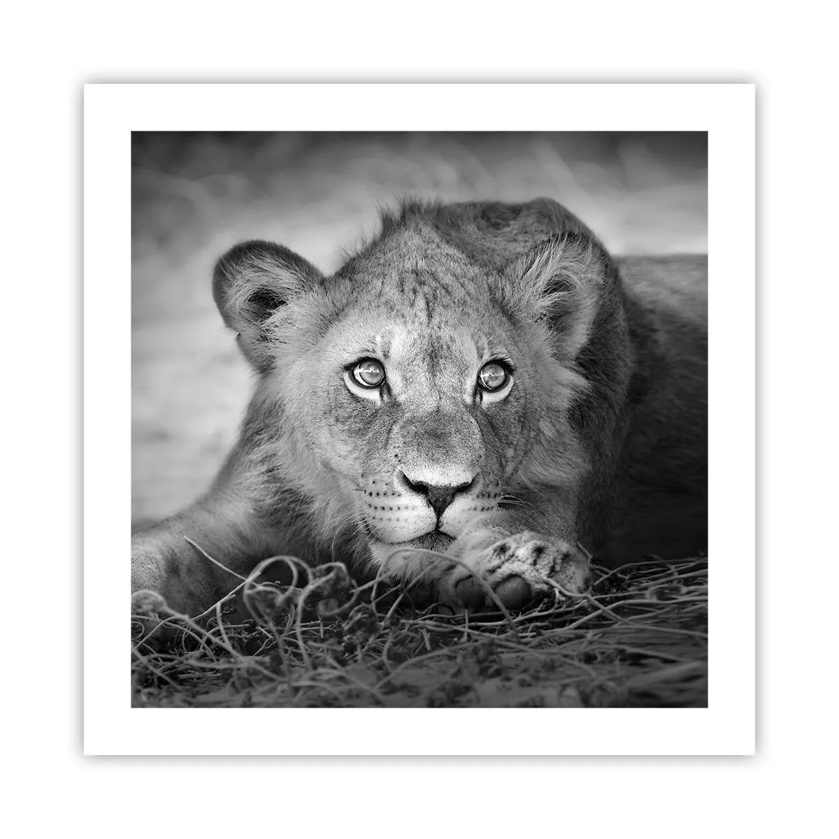 Affisch - Kunglig valp - 50x50 cm