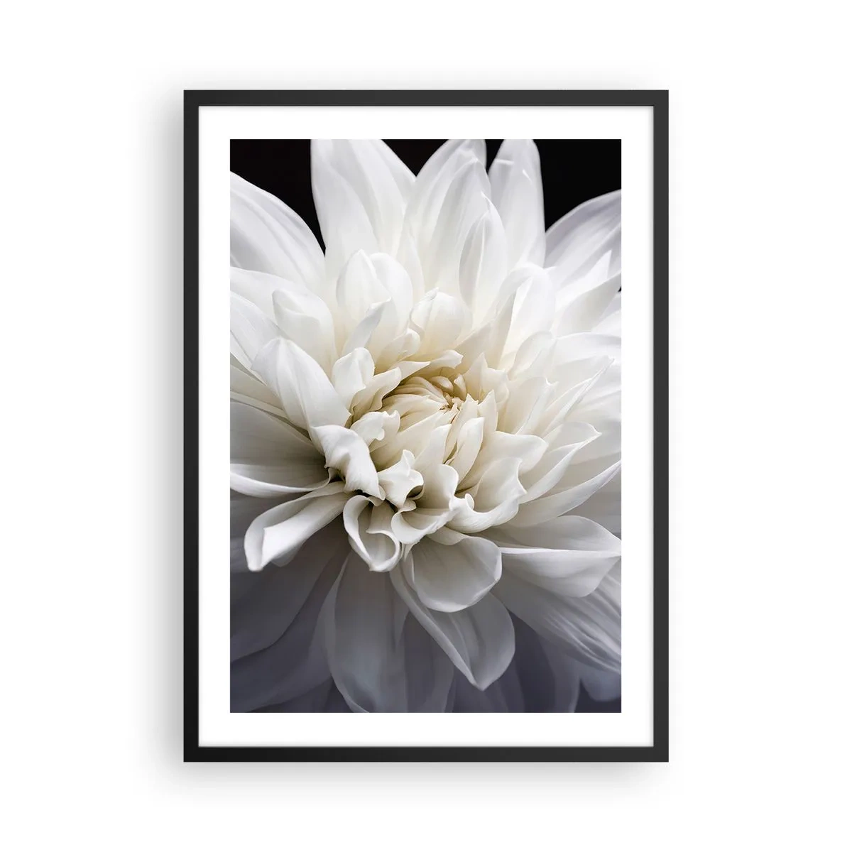Affisch i svart ram - Närbild av en vit dahlia mot en mörk bakgrund - 50x70cm - En bruds morgon - Modern väggdekoration för vardagsrum och sovrum ARTTOR