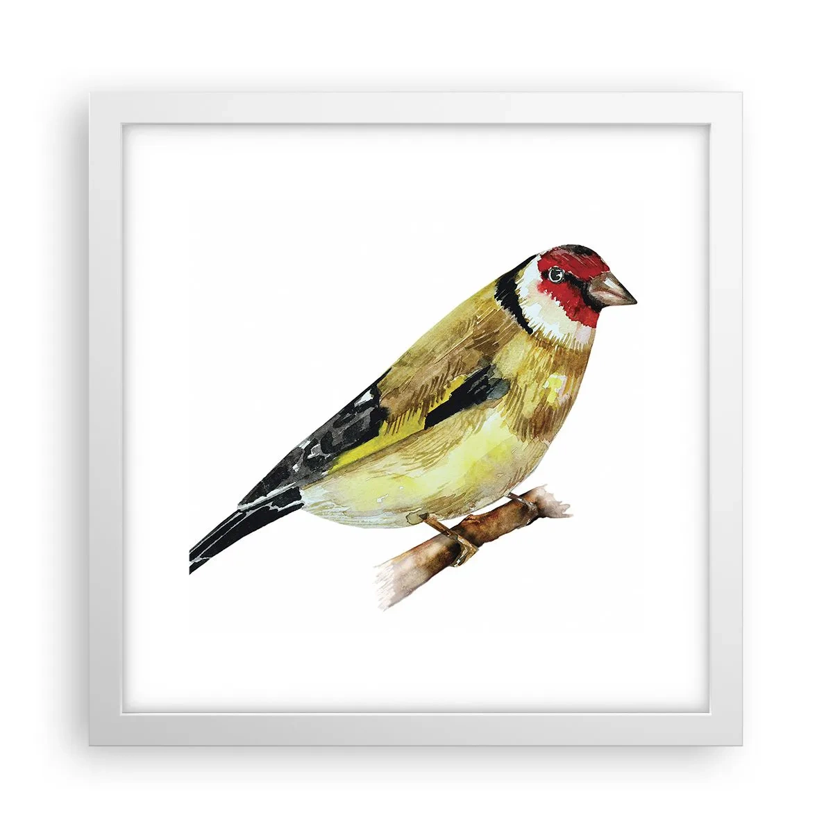 Affisch i vit ram - Fågelporträtt - 30x30 cm