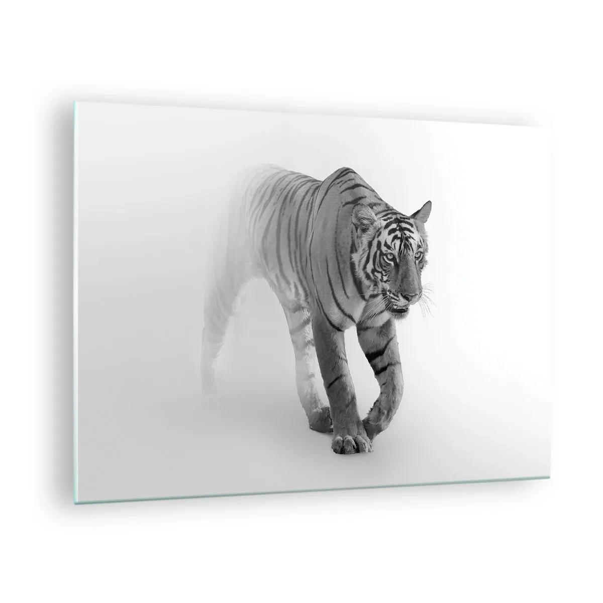 Glastavla - Bild på glas - En tiger som kliver genom dimman, med subtil oskärpa i bakgrunden - 70x50cm - Gömd i dimman - Modern väggdekoration för vardagsrum och sovrum ARTTOR